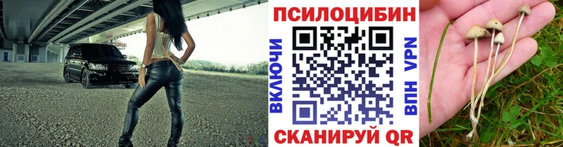 Галлюциногенные грибы Psilocybe Усинск